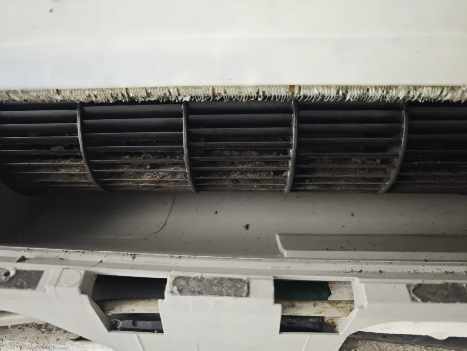 Ants, Geckos or Birds in Your Aircon in Singapore: What to Do and Who to Call